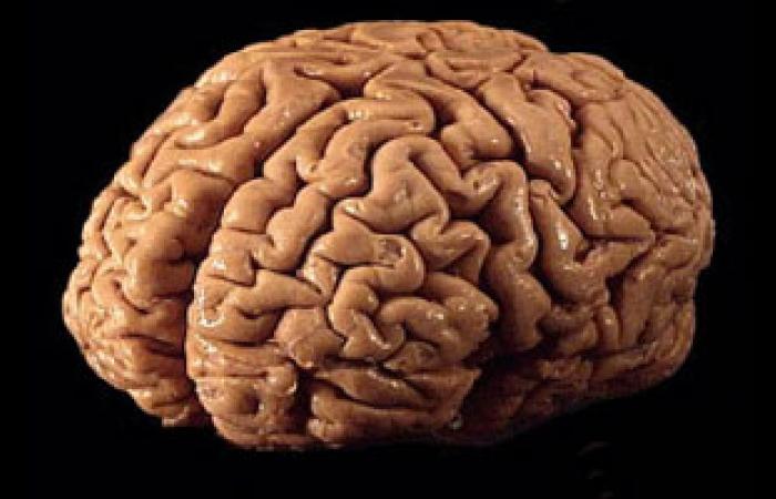 أستاذ مخ وأعصاب: شد الجنين بقوة يعرضه لضمور المخ فى سن مبكرة
