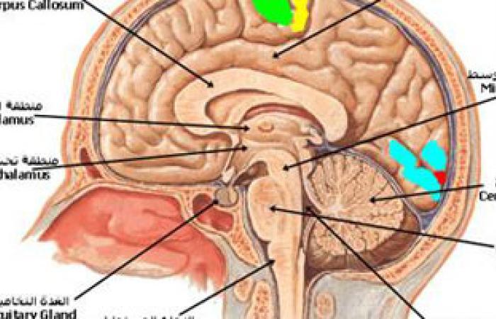 علماء ألمان يضعون أطلسا ثلاثى الأبعاد للمخ يضم أدق تفاصيله