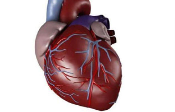 باحثون: تراكم الدهون حول البطن يؤدى للإصابة بأمراض القلب