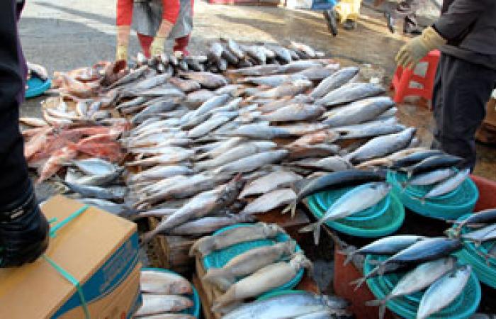 كفر الشيخ: ارتفاع بأسعار الأسماك لغلق "بورصة الأسماك" وتلف مئات الأطنان