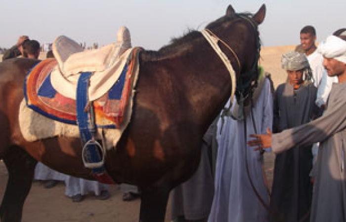 "القصبجى"  نجم  مهرجان الخيول العربية فى أسوان