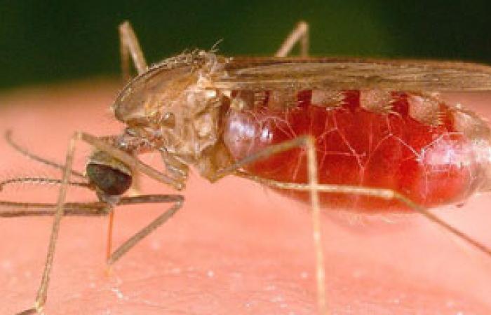 تطوير جهاز محمول زهيد الثمن للتحليل طفيل الملاريا