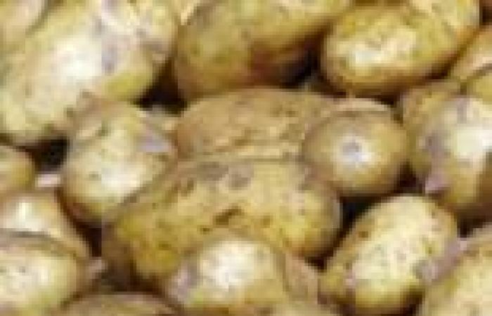 "الزراعة" تنجح في رفع الحظر الروسي على صادرات البطاطس