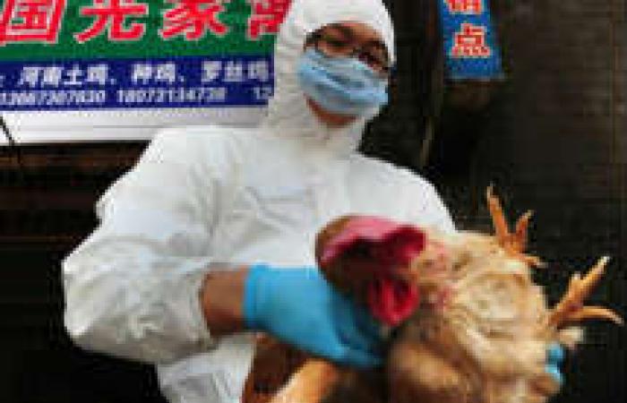 الصين تؤكد ظهور فيروس «أنفلونزا الطيور» ونفوق 8500 دجاجة