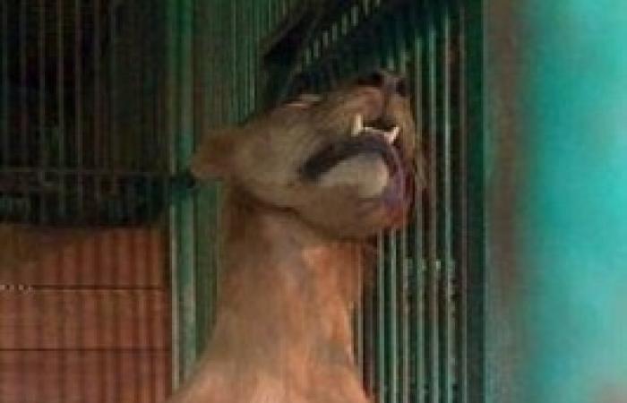 بالصور..”أسد” شاب يلقى حتفه بحديقة حيوان بأندونيسيا