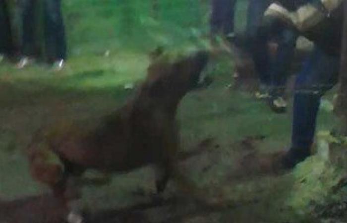 ننشر فيديو جديدا لواقعة تعذيب كلب شبرا الخيمة