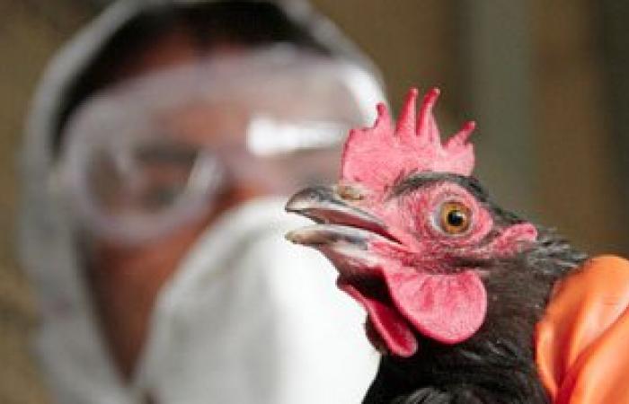 احتجاز سيدة للاشتباه بإصابتها بأنفلونزا الطيور فى كفر الشيخ