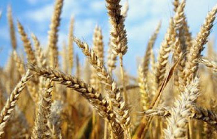 سيوة تحتفل بأول موسم حصاد للقمح والشعير بزراعة 100 فدان