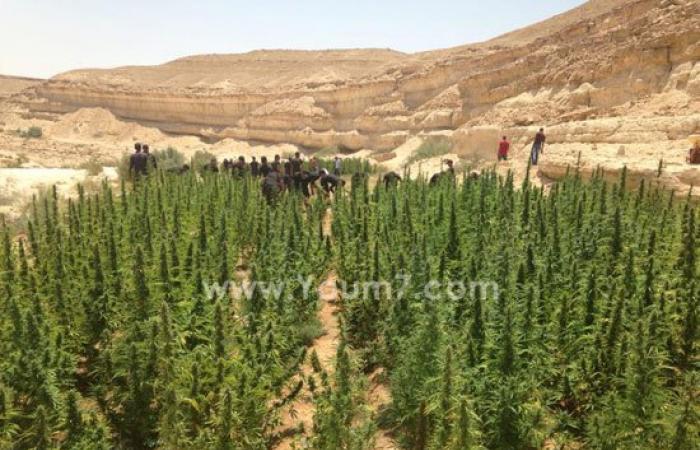ضبط مزرعة بانجو ومخزن مواد مخدرة بجنوب سيناء
