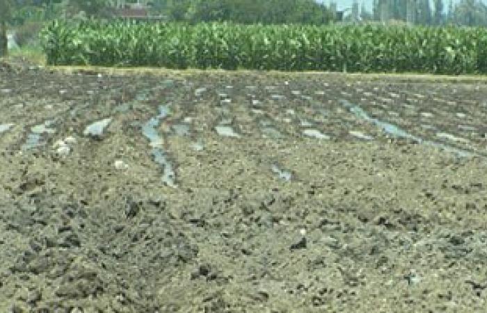 "الزراعة": خطة لزيادة الأراضى المزروعة بالذرة الصفراء إلى مليون فدن