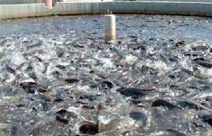 4 مزارع قراميط تلوث مآخذ المياه بجوار محطة مياه "عزب النهضة" بدمياط