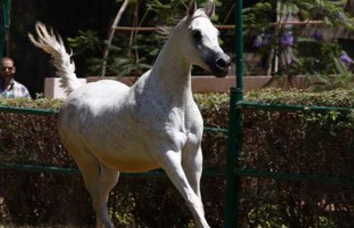 تعاون خليجى لرفع حظر تصدير الخيول المصرية لأوروبا باستثمارات 3مليارات جنيه