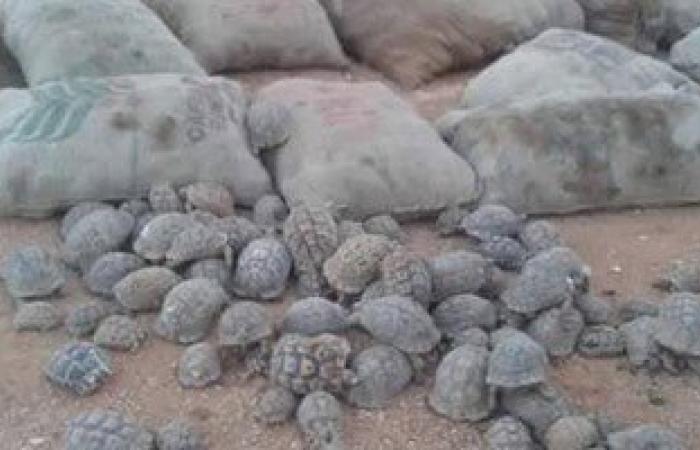 أخبار ليبيا اليوم..أجهزة الأدلة الجنائية تقبض على شخص يهرب السلاحف البرية لمصر