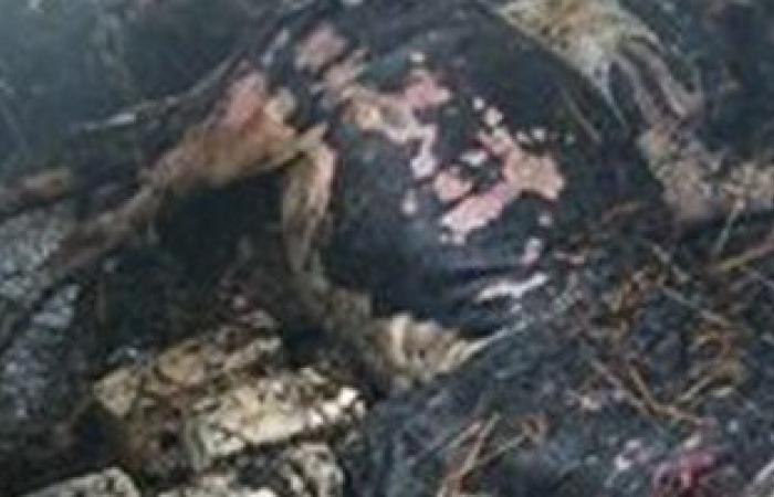 بالصور.. تفحم 11 رأس ماشية فى حريق بمنزلين بكفر الشيخ