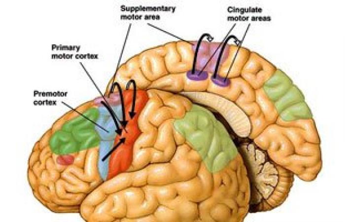 باحثون ألمان: السائل الدماغى الشوكى يحمى الجهاز العصبى من التلف