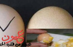 «احذروا البيض المغشوش»| بيض صناعي تنتجه الصين يغزو الأسواق ويسبب أمراض خطيرة.. كيفية التفرقة بينه وبين البيض الطبيعي