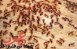 هل وجود النمل في المنزل سببه سحر أو حسد؟