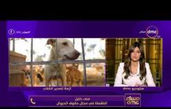 مساء dmc - وزارة الزراعة تنهي الجدل حول تصدير الكلاب والقطط : خرجت من مصر للتربية المنزلية