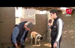 مربي كلاب ليحدث في مصر فيه كلب أصلا شرس بيكره الإنسان وكلب تاني بـيتشرس .mp4
