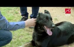 شاهد تدريبات الكلبة ديفا صاحبة المركز الأول في مسابقة عالمية للكلاب
