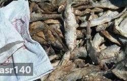 قبل شم النسيم..ضبط 31 طن من الأسماك المملحة الفاسدة