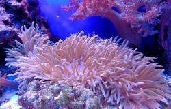 الإمارات تطلق مشروع ضخم للشعاب المرجانية المستزرعة