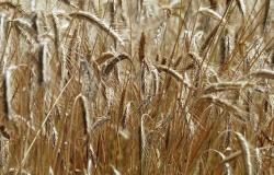 تجار: الجزائر تشتري 200 ألف طن على الأقل من القمح الصلد