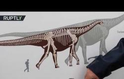 العثور على عظم يبلغ طوله مترين لفخذ ديناصور