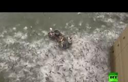 شاهد: مئات أسماك الكارب تقفز في الهواء بسبب صدمة كهربائية