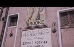 "بروك".. أقدم مستشفى خيري لعلاج الخيول في مصر
