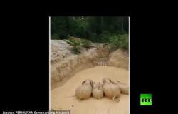 إنقاذ خمسة فيلة حوصرت في حفرة طينية