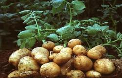 "البيئة" السعودية تطرح فرصاً للاستثمار بتقاوي البطاطس بـ85 مليون ريال