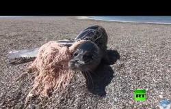 إنقاذ كلب بحر من شباك صيادين في بحر قزوين