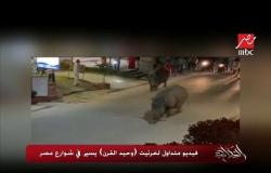 #الحكاية| حقيقة فيديو متداول لخرتيت (وحيد القرن) يسير في شوارع مصر