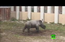 صغير وحيد القرن يخرج للنور
