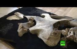 العثور على آثار ماموث منقرض قتله صائد منذ 20000 سنة