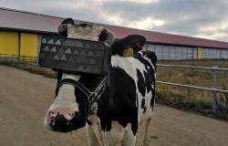روسيا تستخدم الواقع الافتراضي لتدليل أبقارها وتحسين الحليب