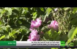 الوردة الشامية على قائمة منظمة اليونسكو