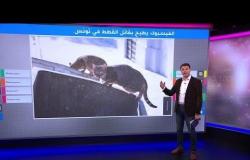 سبب غريب لقتل "سفاح القطط" ضحاياه في تونس!