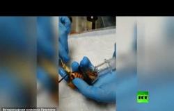 أطباء سيبيريا ساعدوا أنثى صرصور في الإنجاب