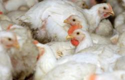 انخفاض انتاج لحوم الدجاج في الاردن عام 2019