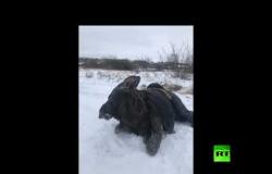 إنقاذ أنثى أيل من تحت جليد نهر الفولغا في روسيا