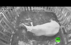 ولادة وحيد قرن أبيض في هولندا