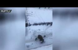 شاهد.. فيل يستمتع بالطقس الروسي ويستجم فوق الثلج