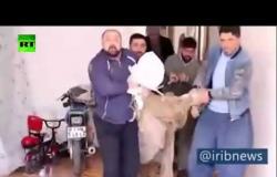 شاهد.. الدفاع المدني في إيران يخرج ذئبا من داخل منزل