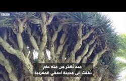 أنا الشاهد: نتعرف على شجرة "دم الأخوين" أو "دم التنين" في المغرب