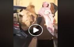 بالفيديو : أردني ينحر جملا للترحيب بالامير تميم