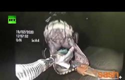 فيديو مثير لإنقاذ ثعبان بيثون ابتلع منشفة كبيرة