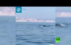ظاهرة نادرة.. رصد ثاني أكبر ثدييات العالم في المياه الفرنسية