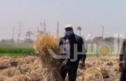 “وكيل زراعة الفيوم” يتابع استعدادات موسم حصاد ودراس القمح